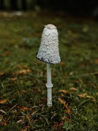 Image result for coprinus