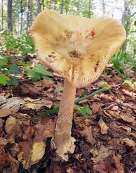 Attēlu rezultāti vaicājumam “Mucronella subtilis”