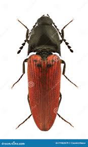 Attēlu rezultāti vaicājumam “Ampedus pomorum”