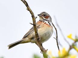 Image result for Emberiza fucata