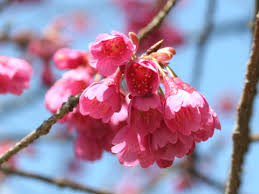 Image result for 緋寒桜