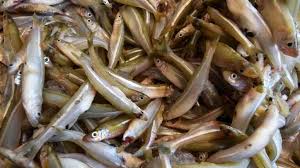 Attēlu rezultāti vaicājumam “Charales”