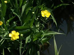 Attēlu rezultāti vaicājumam “Ranunculus lingua”