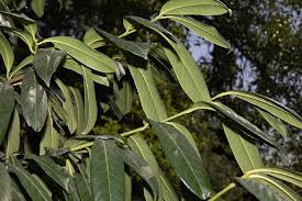 Attēlu rezultāti vaicājumam “Prunus cerasifera var. divaricata bud”