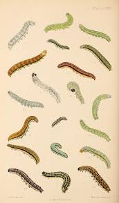 Attēlu rezultāti vaicājumam “Orthosia miniosa larva”