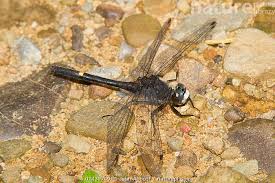 Attēlu rezultāti vaicājumam “Leucorrhinia”