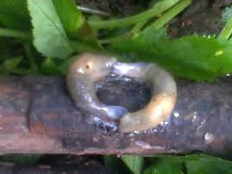 Attēlu rezultāti vaicājumam “Krynickillus melanocephalus”