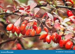 Attēlu rezultāti vaicājumam “Barbarea vulgaris subsp. arcuata fruit”