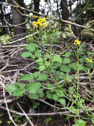Attēlu rezultāti vaicājumam “Barbarea vulgaris subsp. arcuata flower”