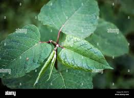Attēlu rezultāti vaicājumam “Reynoutria sachalinensis leaf”