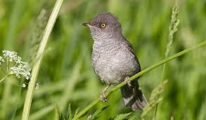 Attēlu rezultāti vaicājumam “Sylvia nisoria”