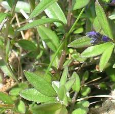 Attēlu rezultāti vaicājumam “Polygala amarella leaf”