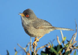 Image result for Sylvia sarda