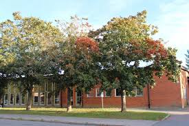 Attēlu rezultāti vaicājumam “Acer platanoides fo. schwedleri”