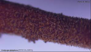 Attēlu rezultāti vaicājumam “Cordyceps stylophora”