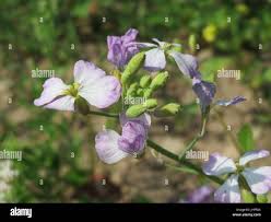 Attēlu rezultāti vaicājumam “Raphanus sativus flower”