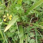 Attēlu rezultāti vaicājumam “Gymnadenia conopsea leaf”