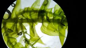 Attēlu rezultāti vaicājumam “Hygroamblystegium humile”