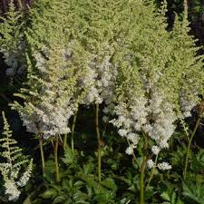 Attēlu rezultāti vaicājumam “Astilbe chinensis”