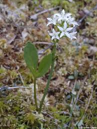 Attēlu rezultāti vaicājumam “Menyanthes trifoliata”