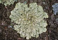 Attēlu rezultāti vaicājumam “Flavoparmelia caperata”