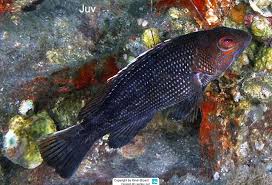 Image result for Centropristis striata