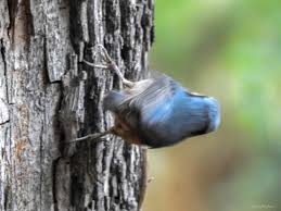 Image result for Sitta europaea