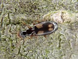 Attēlu rezultāti vaicājumam “Calodromius spilotus”