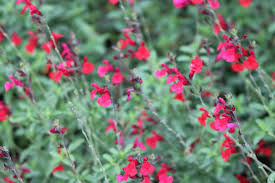 Image result for Gaillardia amblyodon