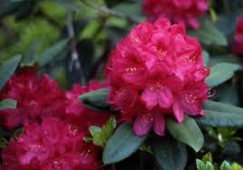 Attēlu rezultāti vaicājumam “Rhododendron catawbiense flower”
