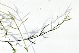 Attēlu rezultāti vaicājumam “Najadaceae”