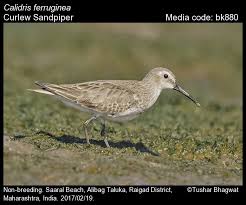 Attēlu rezultāti vaicājumam “Calidris ferruginea adult”