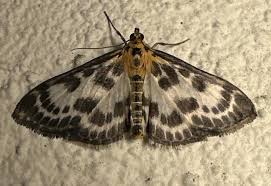 Attēlu rezultāti vaicājumam “Anania hortulata”