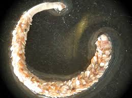 Attēlu rezultāti vaicājumam “Amaurochaete fusiformis”