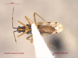 Attēlu rezultāti vaicājumam “Dicyphus sp.”