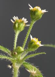 Attēlu rezultāti vaicājumam “Galinsoga quadriradiata leaf”