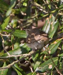 Image result for Hippolais caligata