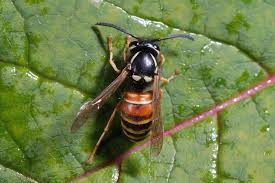 Attēlu rezultāti vaicājumam “Vespula rufa”