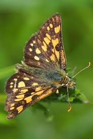 Attēlu rezultāti vaicājumam “Carterocephalus silvicolus”