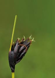 Attēlu rezultāti vaicājumam “Schoenus ferrugineus bud”