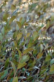 Attēlu rezultāti vaicājumam “Chamaedaphne calyculata leaf”