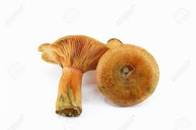 Attēlu rezultāti vaicājumam “Lactarius deterrimus”