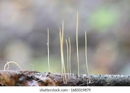 Attēlu rezultāti vaicājumam “Macrotyphula juncea”