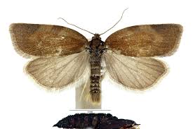 Attēlu rezultāti vaicājumam “Aphelia viburniana”