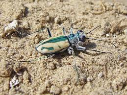 Attēlu rezultāti vaicājumam “Cicindela maritima”