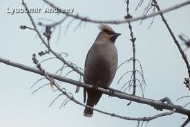 Attēlu rezultāti vaicājumam “Bombycilla garrulus adult”