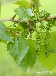 Attēlu rezultāti vaicājumam “Populus x berolinensis”