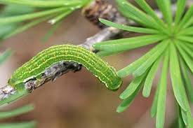 Attēlu rezultāti vaicājumam “Epirrita sp.”