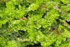 Attēlu rezultāti vaicājumam “Trilophozia quinquedentata”