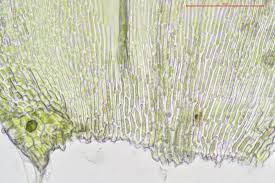 Attēlu rezultāti vaicājumam “Hypnum jutlandicum”